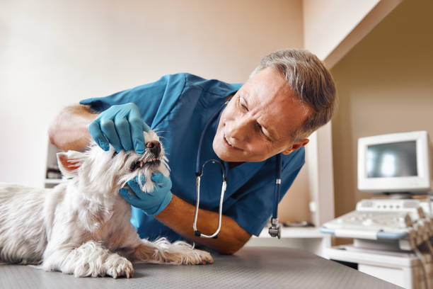 Best Emergency Dental Care for Broken or Chipped Teeth in Nags Head, NC